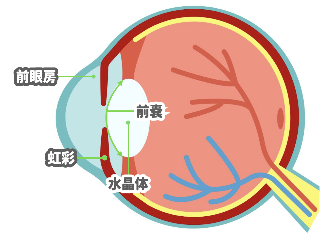 犬 白内障 手術
