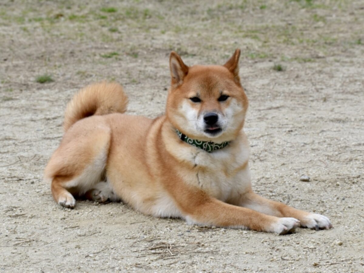 犬に義眼手術はあるの？｜実際に義眼を挿入した症例を写真で解説
