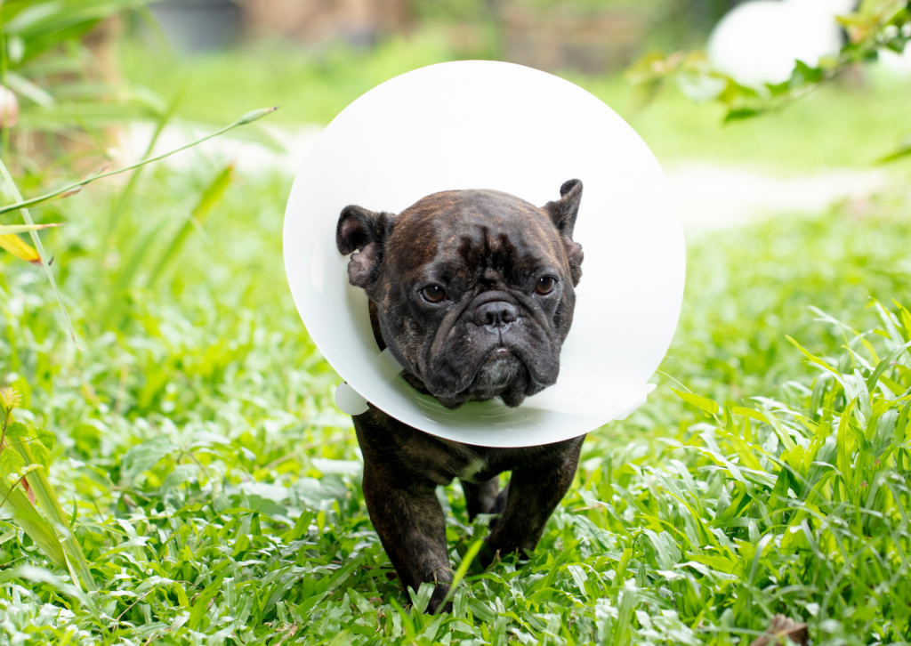 犬と猫の角膜潰瘍について｜角膜に傷がついてしまう病気