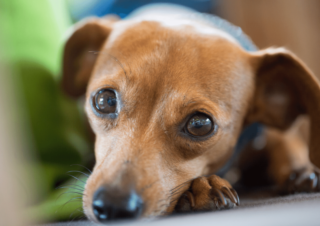 犬の目の周りが腫れている？｜考えられる原因と対策について