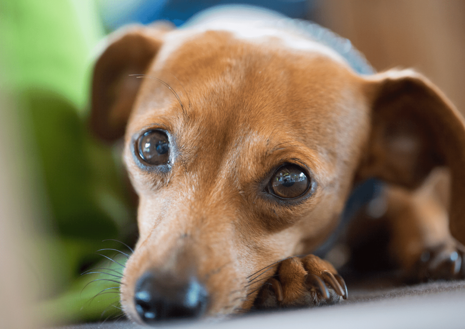 犬の目の周りが腫れている？｜考えられる原因と対策について