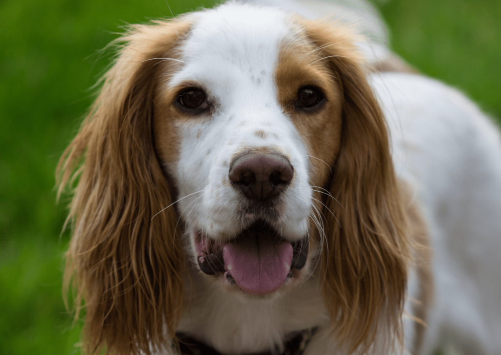 犬と猫の眼瞼内反症について｜まぶたが内側にめくれてしまう病気