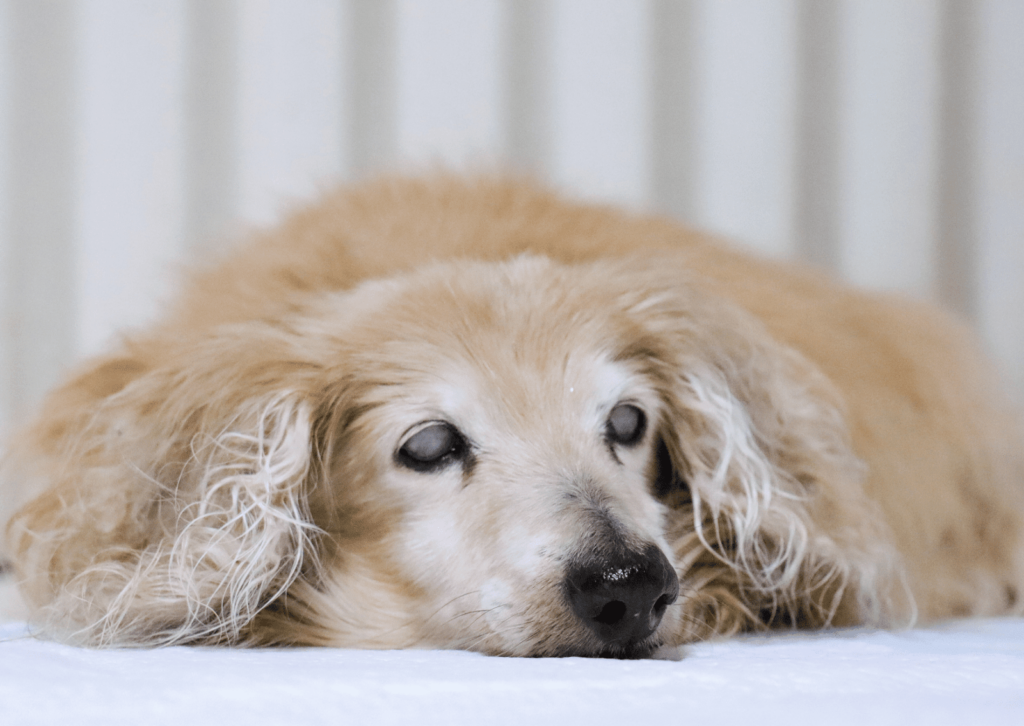 犬の目が濁っている?|考えられる原因と対策について