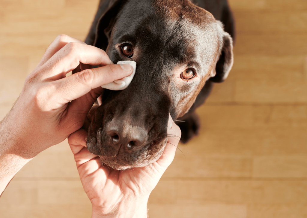 犬の目やにが増える理由｜病気が隠れているかも