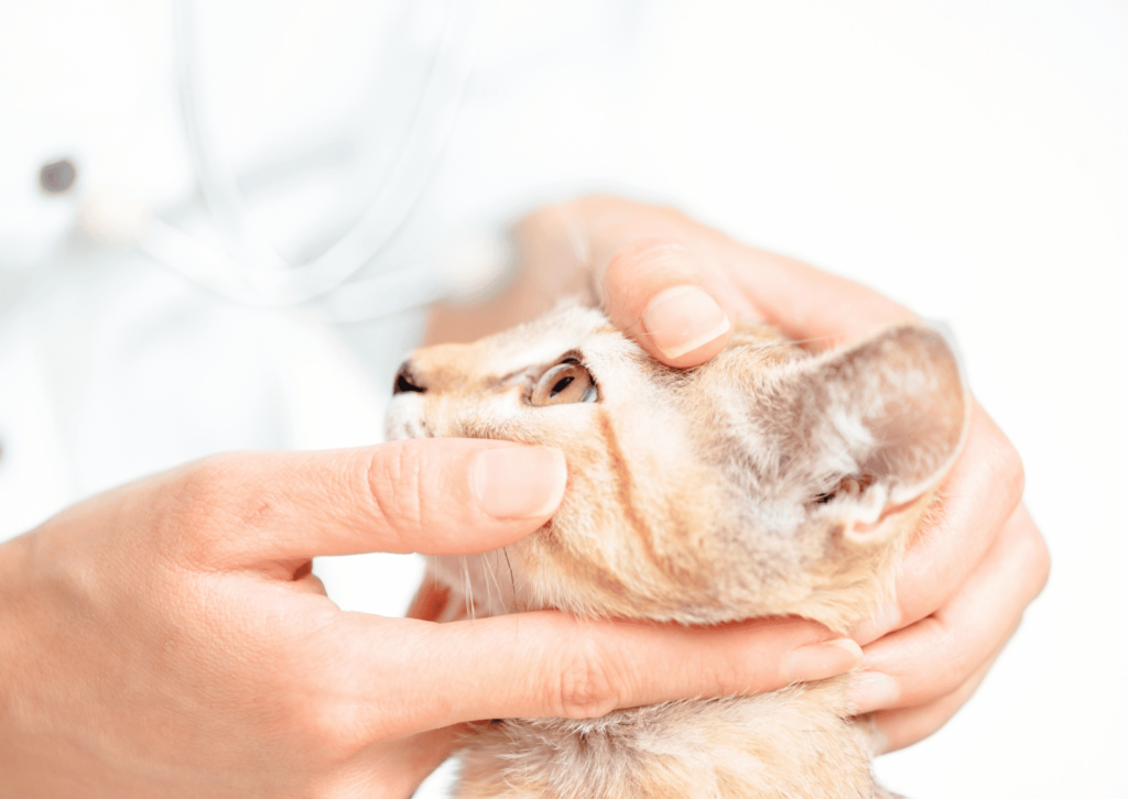 犬や猫の目の健康チェック｜目の病気は早期発見がカギ！