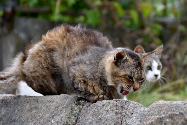 むせている猫