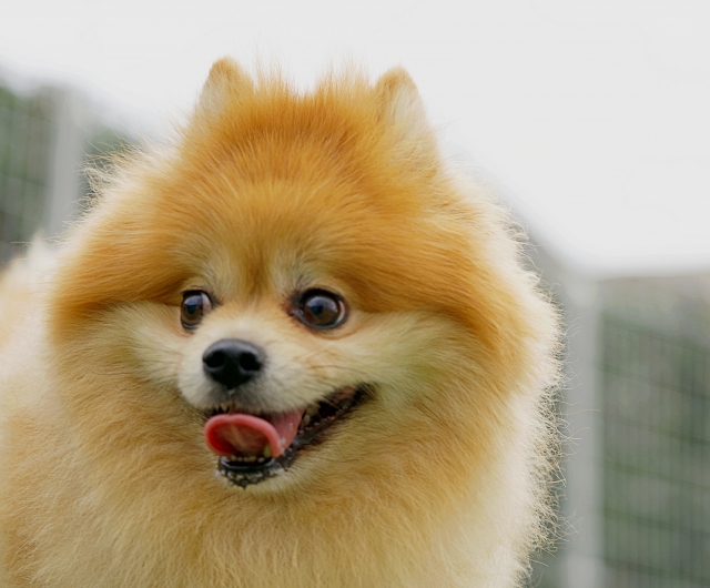 平均瞳孔サイズ