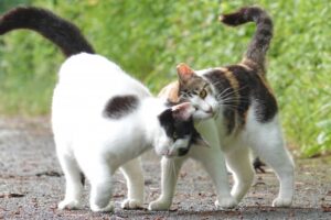 仲の良い猫2匹