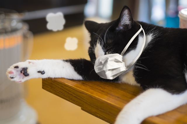 マスクをしながら咳をする猫