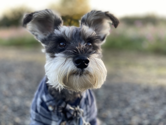 犬の突発性後天性網膜変性症（SARDS）について｜突然失明する病気