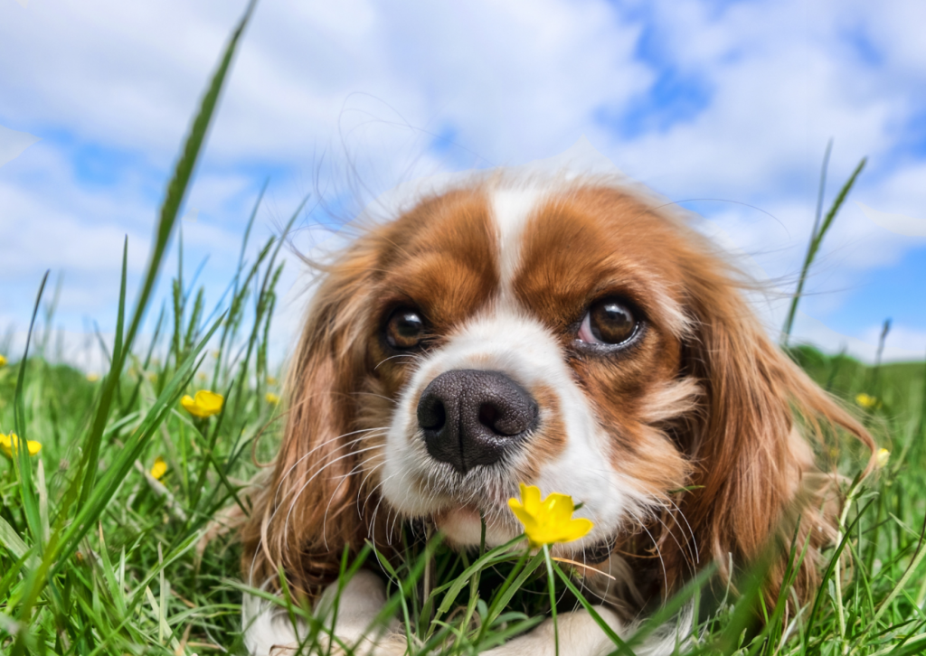 犬と猫の避妊手術の重要性