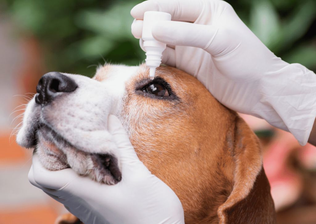 愛犬・愛猫の目の健康を守る｜自宅でできる目薬の正しい点眼方法