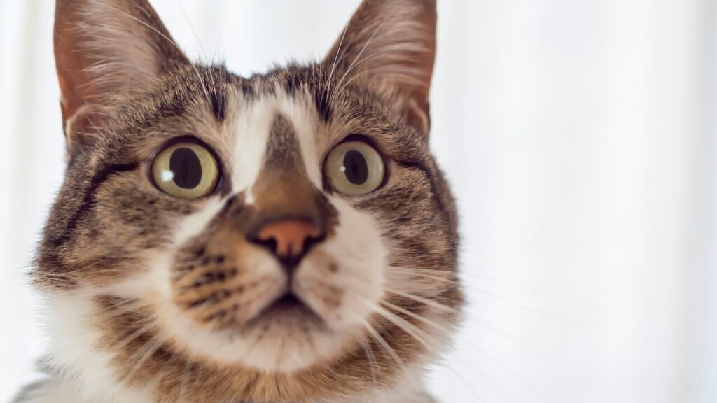 アップのキジトラ白の猫