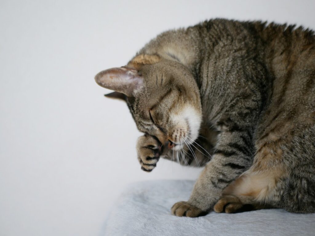 顔をかくキジトラ猫