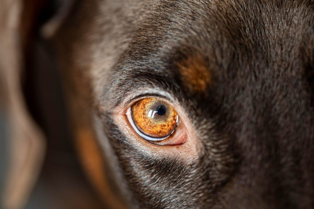 茶色の犬の目