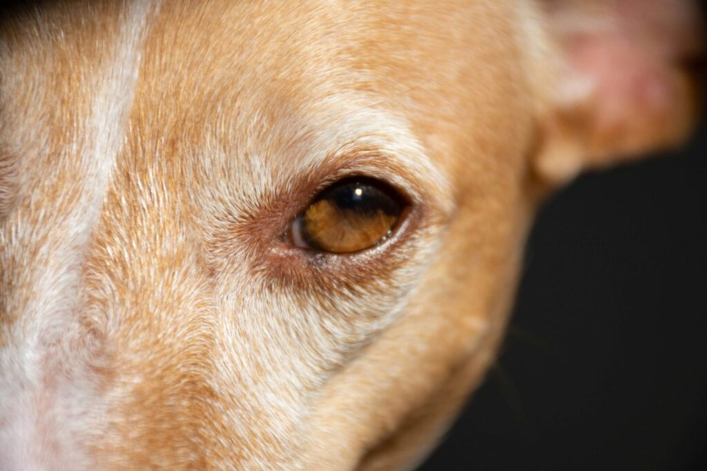 茶色い犬の左目