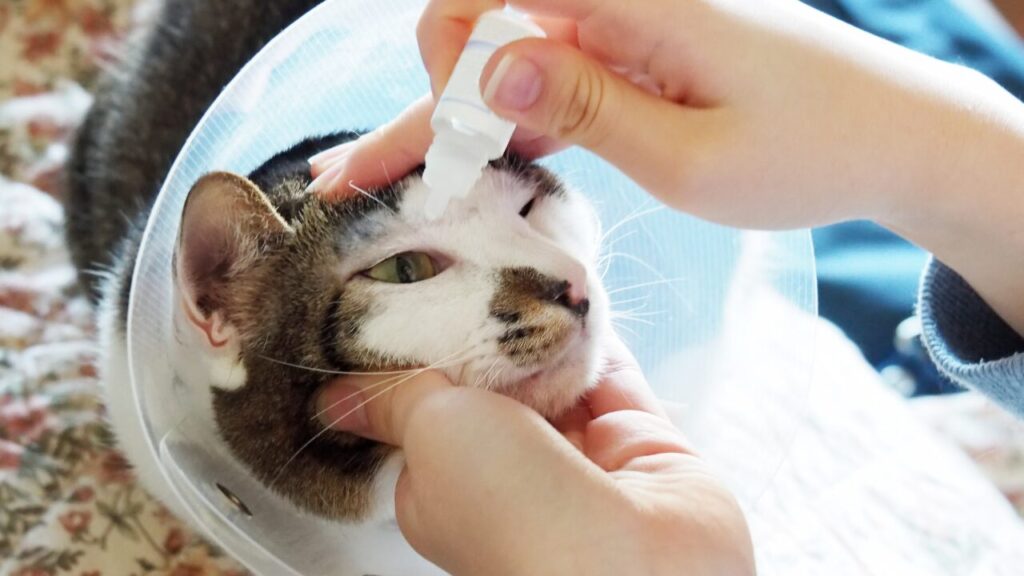 目薬をされるエリザベスカラーをしている猫