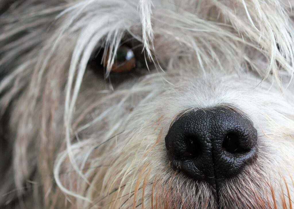 顔に長い毛がかかっている白い犬
