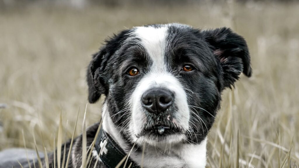 こちらを見ている白黒犬