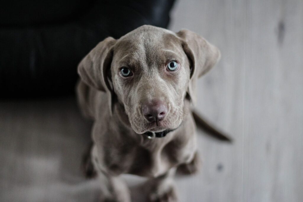 こちらをみているグレー犬
