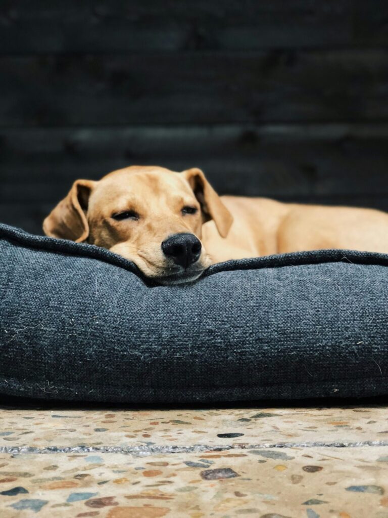 ソファに寝ている茶色犬