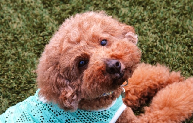 こちらを見上げているトイプードル