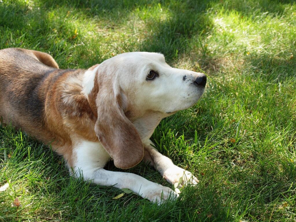 原っぱにいるビーグル犬