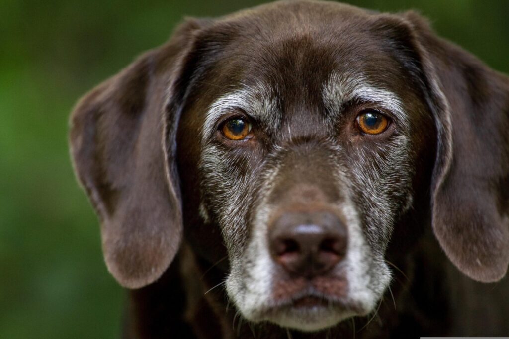 まっすぐこちらを見つめる年老いた茶色い大型犬