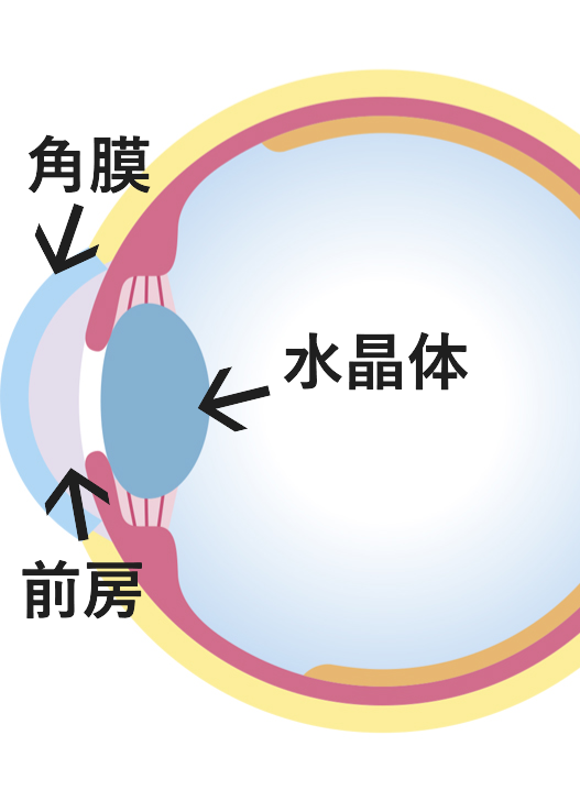 目の水晶体と角膜と前房