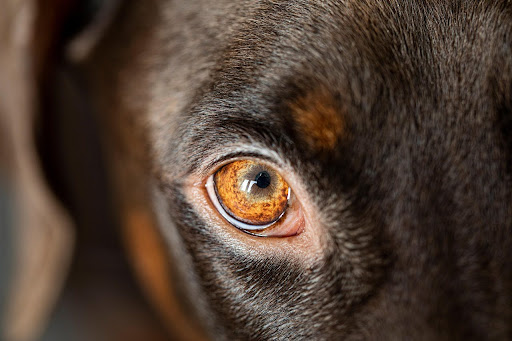 黒いラブラドールの目