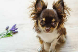 茶色いロングコートチワワ