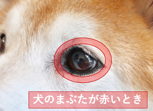 犬のまぶたが赤いときの画像