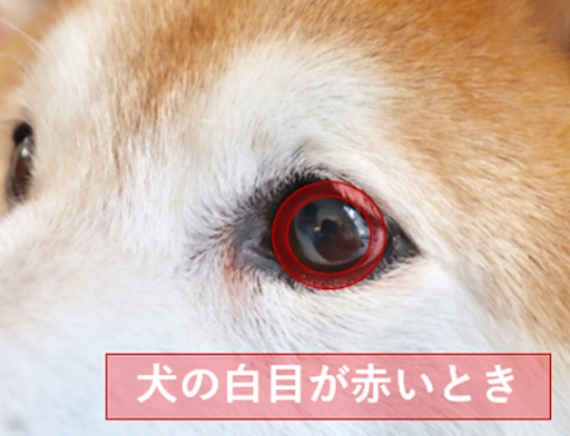 犬の白目が赤いとき
