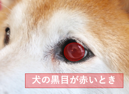 犬の黒目が赤いときの画像