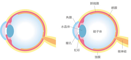 目の模式図