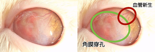 角膜穿孔の猫の眼
