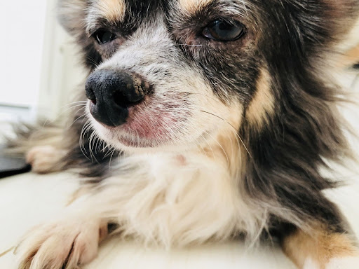 目をしょぼしょぼしたチワワ