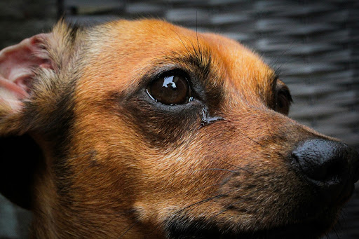 斜め上を見ている茶色い犬