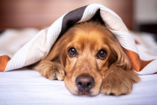 毛布の中にいる茶色の洋犬