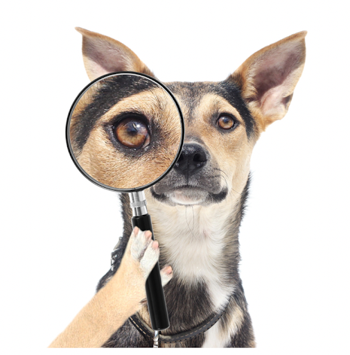 虫眼鏡を見ている犬