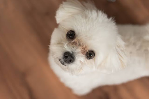 犬の白内障、その原因とは？｜犬の目が白くなってしまう白内障の原因について解説いたします