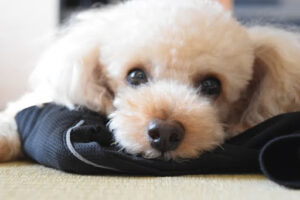 こちらを見つめているトイプードル