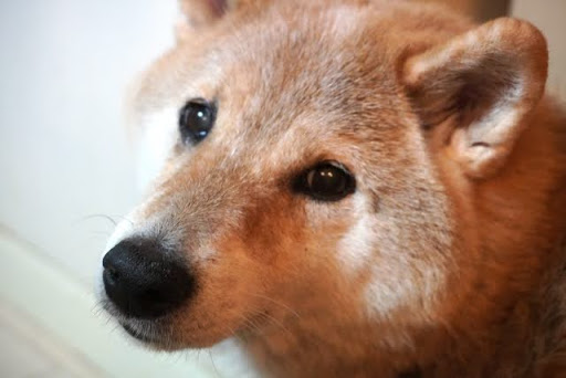 こちらを見つめている柴犬