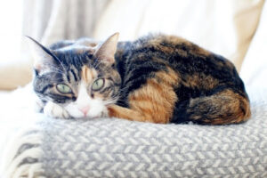 ソファーの上の三毛猫