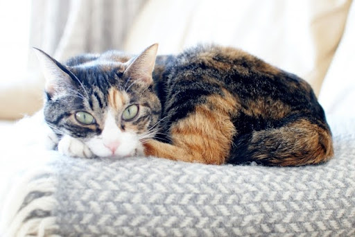猫にも白内障ってあるの?|猫の白内障について解説