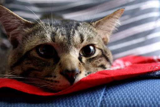 うつ伏せで見つめる猫