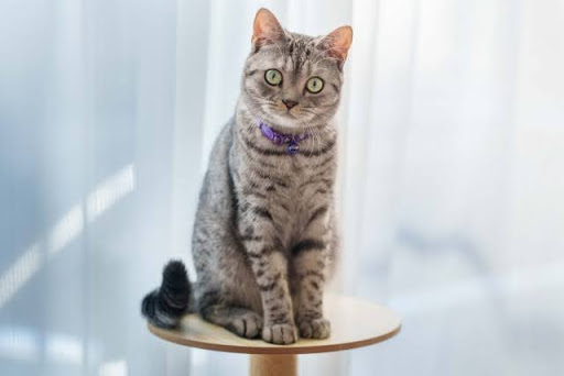 テーブルの上のキジトラ猫