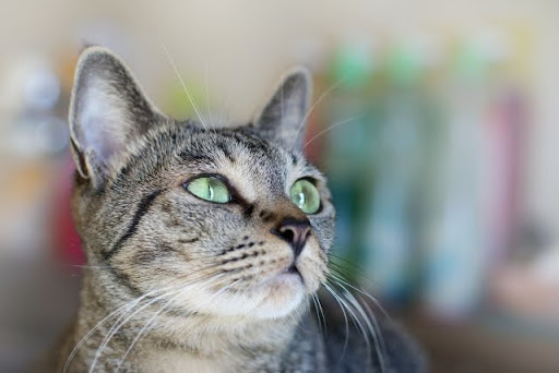 斜め上を見ているキジトラ猫
