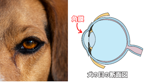 犬の角膜の絵