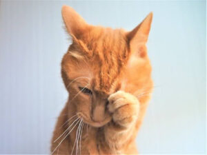 毛繕いをする茶トラ猫